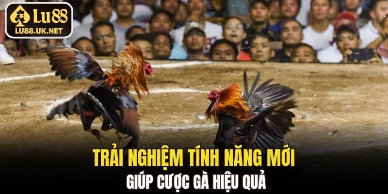 Trải nghiệm tính năng mới giúp cược gà hiệu quả