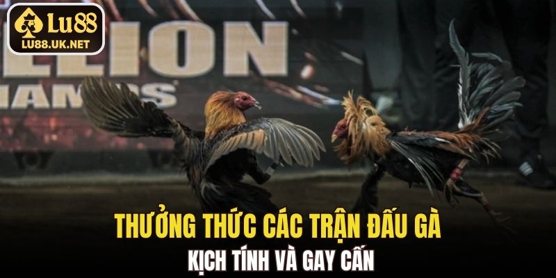 Thưởng thức các trận đấu gà kịch tính và gay cấn